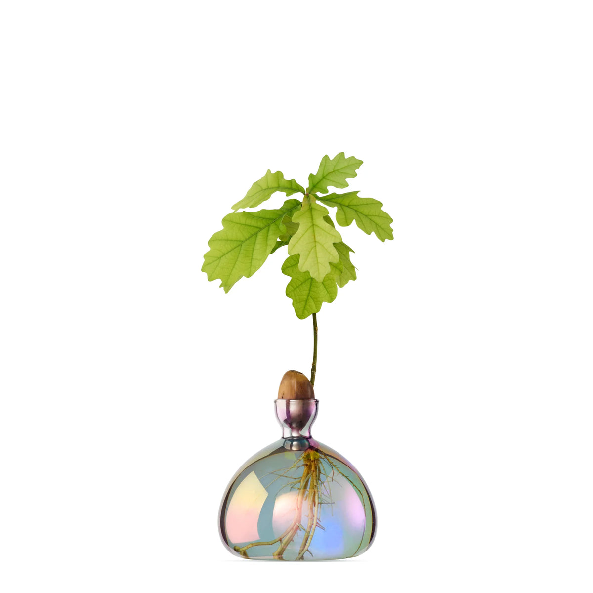 Acorn Vase Cosmic Vega