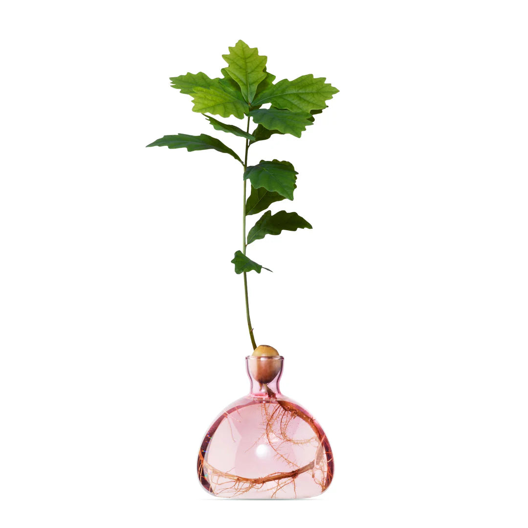 Avocado Vase