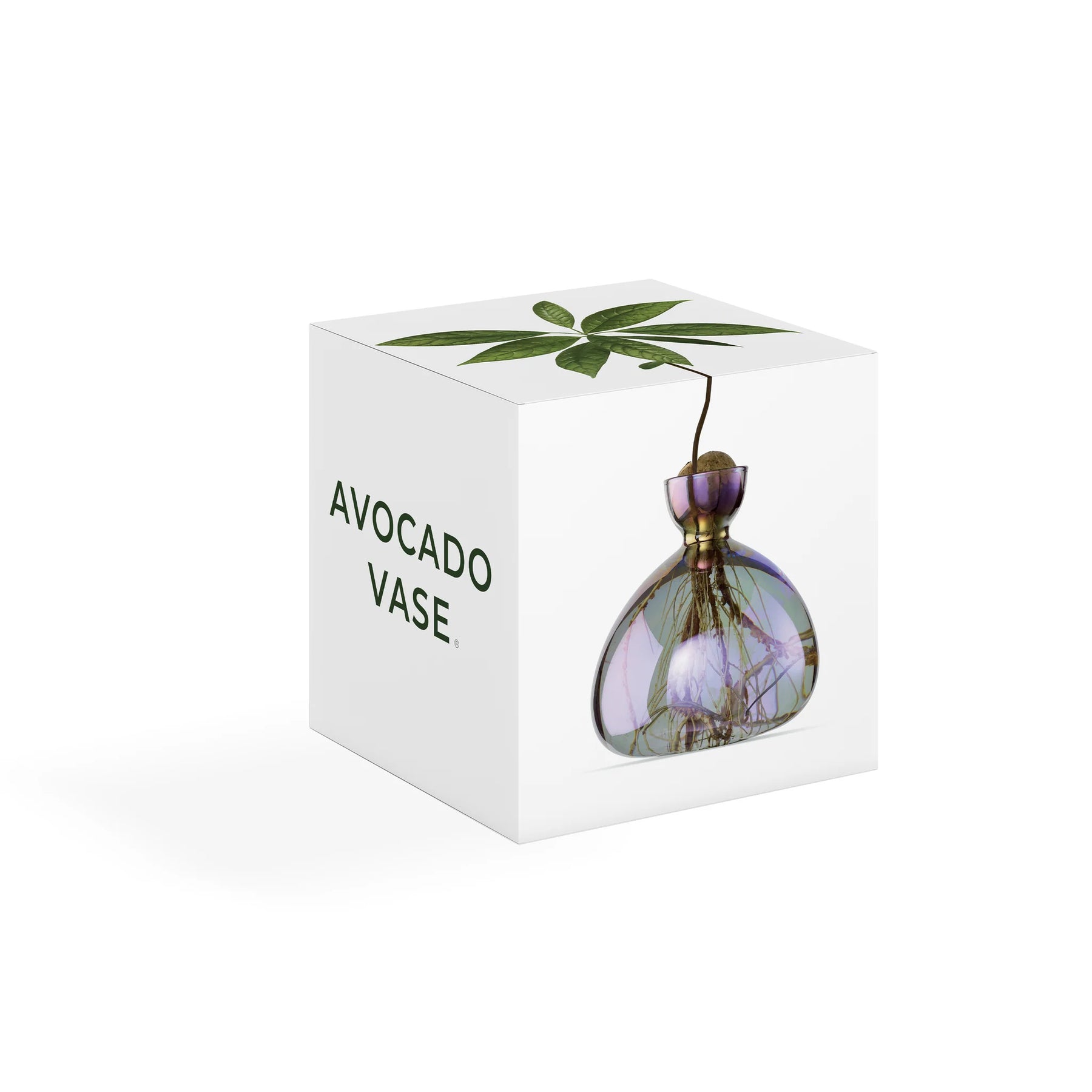 Avocado Vase Cosmic Vega