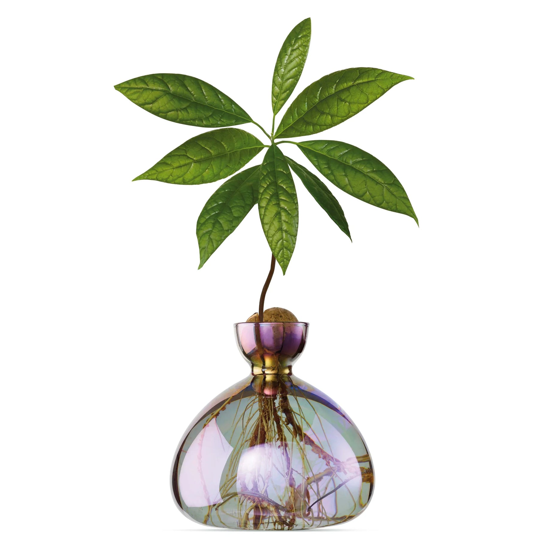 Avocado Vase Cosmic Vega