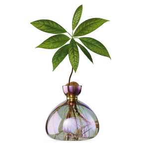 Avocado Vase Cosmic Vega