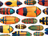 Marley: Beautiful Beetles Puzzle