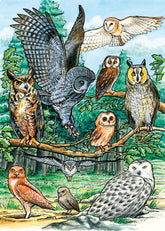 North American Owls Tray Puzzle